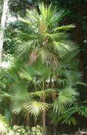 Image result for Acoelorrhaphe wrightii
