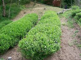 Posts About Camellia Sinensis On Herbology Manchester Shade Loving Shrubs Grow Gorgeous Plants Under Trees