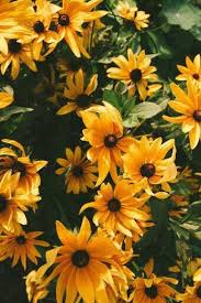 Aesthetic Black And Yellow Flowers Pin By Iris On Yellow Flower Aesthetic Hippie Background Flower Backgrounds