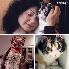 Dato importante para saber el peso ideal de nuestros michis 🐈‍⬛  #gatitoslindos #michistiernos #saludanimal #saludable