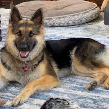 The german shepherd is one of the most talented working dogs and a wildly popular family pet. Maxnb6kjhn Xhm