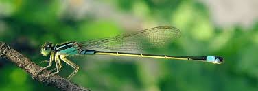 Obituary for Brian H Asher