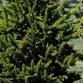 Nature Walk: Evergreens event image