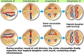 Ditulis oleh pak pandani jumat, 25 mei 2018 tambah komentar. Pembelahan Sel Biology Quiz Quizizz