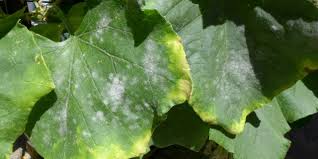Image result for mildew on cucumbers
