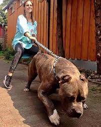 Cmon I M Taking You Out For A Walk Giant Dogs Huge Dogs Dogs