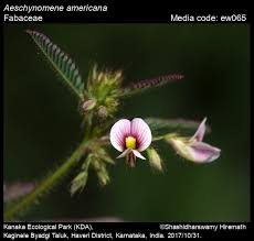 Image result for Aeschynomene sp. B