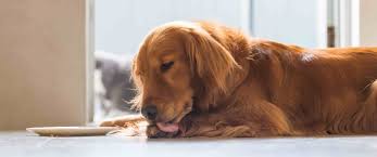 Which is the best indicator of a puppy's size? Why Do Dogs Lick Their Paws 6 Causes Explained