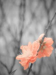 Color Scheme For My Room Peach Gray And White Peach Colors Peach Aesthetic Wallpaper Backgrounds