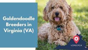 Check spelling or type a new query. 26 Goldendoodle Breeders In Virginia Va Goldendoodle Puppies For Sale Animalfate
