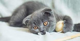 Erin on june 21, 2020: 10 Best Names For Gray Cats Updated October 2020