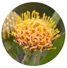 Image result for Leucospermum