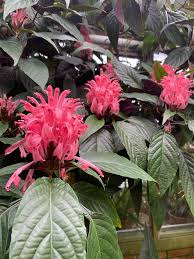 Image result for Justicia heterocarpa