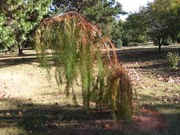 What is a weeping cypress? Conifers Weeping
