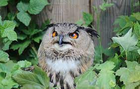 Bright lights deter owls, so another way to make your backyard more appealing to owls is to dim the lights in the evening. How To Attract Owls To Your Yard Owl Box Garden Owl Owl House