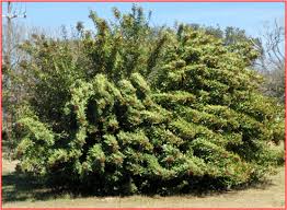 Image result for Triraphis schinzii