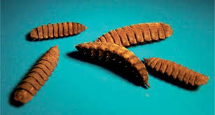 Usda coexistence fact sheets soybeans. Myiasis Springerlink