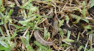 Cossidae cossula magnifica ( cossulinae ) scientific classification … Lawn Grubs Learn More About Lawn Diseases And Pests And Treatments