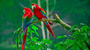 Check spelling or type a new query. Ø§Ø­Ù„Ù‰ ØµÙˆØ± Ø§Ù„Ø¨Ø¨ØºØ§Ø¡ Ø¨Ø§Ù„ÙˆØ§Ù†Ù‡ Ø§Ø¬Ù…Ù„ Ø®Ù„ÙÙŠØ§Øª Ø§Ù„Ø¨Ø¨ØºØ§Ø¡ Ø§Ù„Ù…Ù„ÙˆÙ† 2021 Macaw Wallpapers ØµÙ‚ÙˆØ± Ø§Ù„Ø¥Ø¨Ø¯Ø¢Ø¹