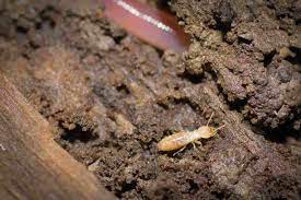 If you live in a region that has a high probability of termite infestation, such termites are cryptic, which leads to potential damage in areas that you're unable to see, ramsey says. How To Get Rid Of Subterranean Termites Treatment Prevention