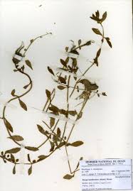Image result for Bacopa hamiltoniana