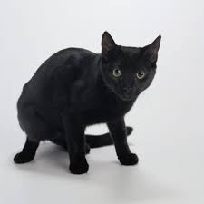 Some of the breeds listed here may have individuals with longer coats too. What Type Of A Cat Do You Have If It Is Black