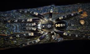 Image result for Centema subfusca