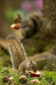 Pin By Phuong Cu Le On Wildlife Animals Beautiful Cute Squirrel Animals