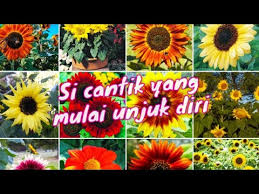 Dapat tumbuh setinggi 5 kaki dan memiliki batang berwarna ungu. 14 Jenis Bunga Matahari Youtube