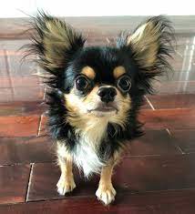 Pin On Adorable Chihuahua