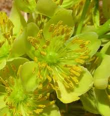 Image result for Ochna pulchra