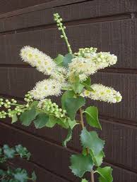 Image result for Rinorea ilicifolia