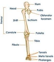 The knee joint is the largest joint in the body and is primarily a hinge the bones of the leg are the femur, tibia, fibula and patella.the foot bones shown in this diagram are the talus, navicular, cuneiform, cuboid. Leg Bones Bones Of The Leg Anatomy Bones Human Anatomy And Physiology Anatomy