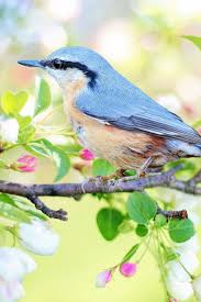 Cute Bird On Branch Drawing A Cute Spring Bird On The Branch Cute Bird Spring Cuteanimals Theworldisgreat Animals Animal Planet Cute Animals