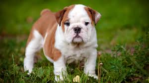 The bulldog is a stocky dog that moves with a rolling gait. Finding The Best Food For English Bulldog Puppies