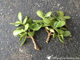Pin On Indoor Garden