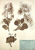 Image result for Searsia grossireticulata
