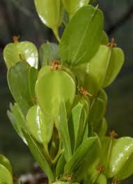 Image result for Dioscorea minutiflora