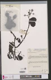 Image result for Cissus welwitschii