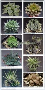 Daftar 10 tanaman hias termahal yang dijual online di indonesia. Haworthia Foto Perawatan Di Rumah Situs Tentang Taman Pondok Dan Tanaman Hias
