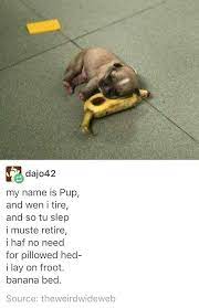 Pin On Dogs