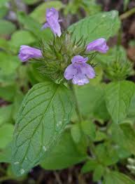 Image result for Clinopodium simense