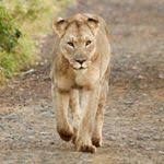 În partea de jos a savanei africane, toate animalele sărbătoresc nașterea lui simba, viitorul lor rege. The Lion King Wikidata