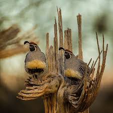 Birds Of Arizona Desert Gambel S Quails At Sunrise In Tucson Arizona Http Www Visittucson Org Things To Do Birding Photo Via Instagram B Desert Animals Birds Beautiful Birds
