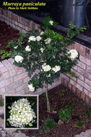 Image result for Murraya paniculata
