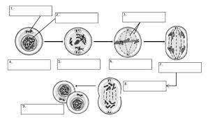 Pamishan creature dichotomous answer key jpg 2448 3264 dichotomous key biology worksheet kids worksheets printables. Phases Of The Cell Cycle Worksheet Answers Nidecmege