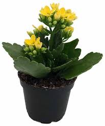 Common Florist Kalanchoe Problems