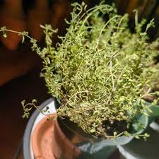 Image result for Croton polytrichus