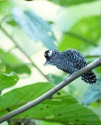 Image result for Vangueria vestita