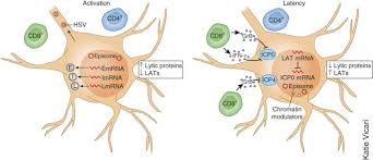 Rapid Host Immune Response And Viral Dynamics In Herpes Simplex Virus 2 Infection Nature Medicine